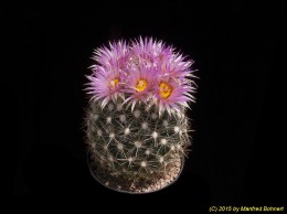 Escobaria vivipara v. vivipara 1073